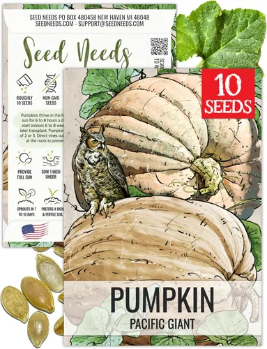 Miniatura 32 de Seed Needs, Jack O' Lantern - Semillas de calabaza – 25 semillas tradicionales para plantar Cucurbita Pepo – Sin OMG y sin tratar, ideal para tallar