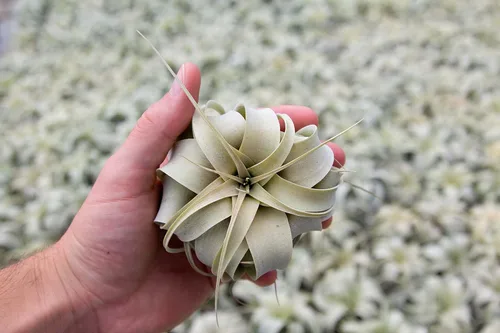 Miniatura 3 de Plantas de aire Xerographica Seedling de 2 a 4 pulgadas de ancho – Tillandsia suculentas plantas de interior – disponibles al por mayor y a granel