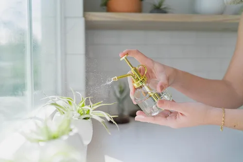 Miniatura 6 de Paquete de 25 plantas de aire grandes Ionantha Rubra surtidas, plantas suculentas vivas para el hogar, a granel, decoración para el hogar