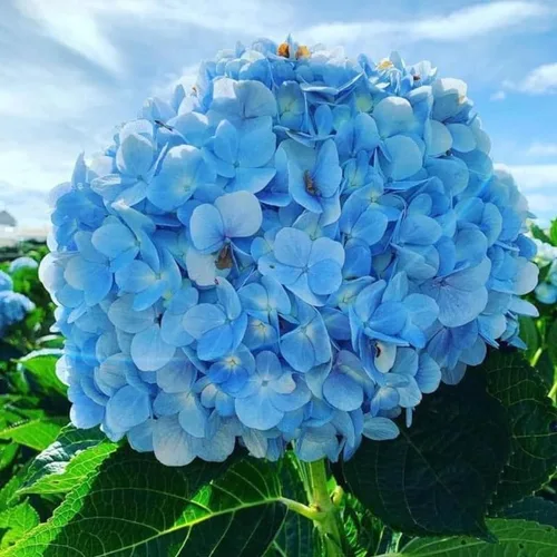 Árbol de Hortensia Planta Viva, Cambia de Color, Flores Vibrantes, Cultivo al Aire Libre, Resistente y Lista para Plantar, 6-12" de Alto (Azul a