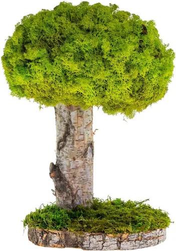Miniatura 8 de Plantas reales sin riego, diseño artístico de musgo preservado y decoración, arreglo de plantas verdes naturales para interiores para el hogar