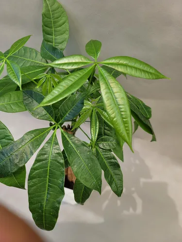 Miniatura 3 de Planta viva trenzada de árbol chino del dinero, ahora disponible en maceta geométrica de riego automático, Pachira Aquatica, árbol bonsái vivo