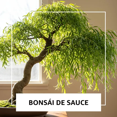 Miniatura 4 de Eversong - Bonsái de sauce llorón para cultivar, corte de tronco grueso, gran regalo, bonsái de rápido crecimiento para interiores o exteriores
