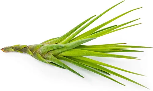 Miniatura 8 de Tillandsia Plantas de aire vivas de interior (paquete de 100), plantas de aire, recuerdos de fiesta a granel o recuerdos de boda, plantas vivas
