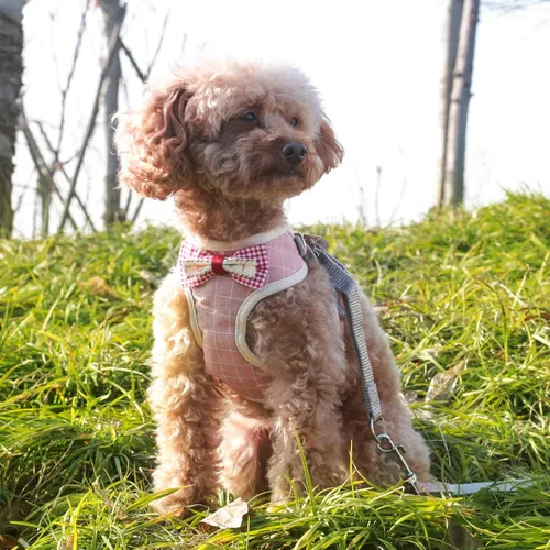 Miniatura 4 de Voopet - Arnés para perro fácil de poner y quitar, chaleco con malla delantera acolchada para cachorro con correa, arnés ajustable para mascotas sin
