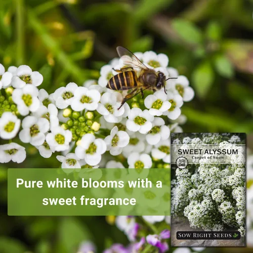 Miniatura 3 de Sow Right Seeds - Alfombra blanca de semillas de flores de nieve Sweet Alyssum para plantar - Paquete de reliquia sin OMG con instrucciones
