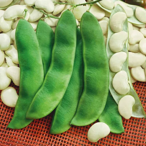 Miniatura 17 de Eden Brothers Semillas de frijol (arbusto) - Semillas Landreth sin hilos sin OMG para plantar, 1 onza Semillas vegetales de alto rendimiento