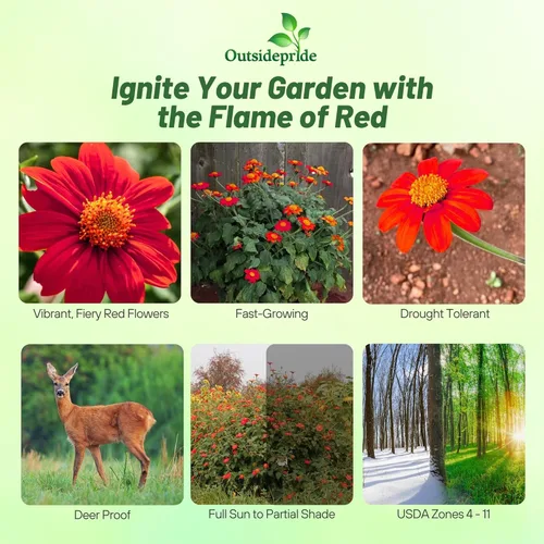 Miniatura 2 de Outsidepride Red Torch - Semillas de girasol mexicano, 1000 semillas anuales Tithonia, de crecimiento rápido, tolerantes al calor y a la sequía