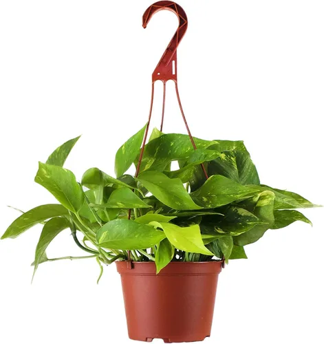 Shop Succulents - Planta colgante de Pothos dorado, planta viva para interior, enredadera colgante de fácil cuidado, planta purificadora de aire,