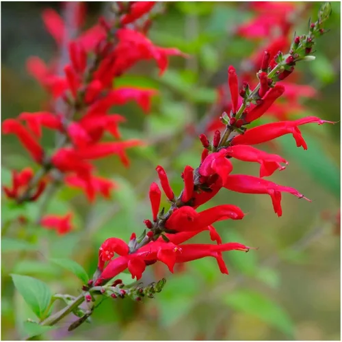 Everwilde Farms - Semillas de flores silvestres nativas de salvia escarlata de 1 onza - Gold Vault