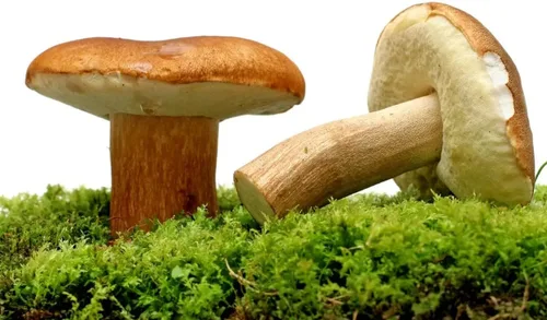 Miniatura 4 de Seweryn Setas secas Bay Bolete Podgrzybek Brunatny Whole Caps String 50 gr / 1.76 oz