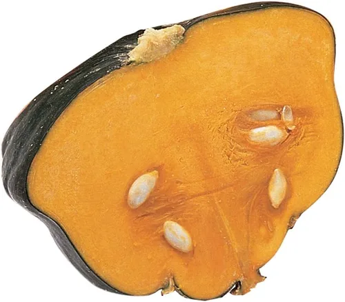Burpee Buttercup Burgess Strain Semillas de Calabaza Invierno 30 semillas Ranúnculo