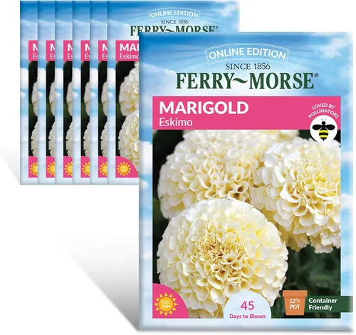 Miniatura 13 de Ferry-Morse Online Edition Tomato Supersweet 100 semillas híbridas – Alta tasa de germinación, sin OGM – Paquete de 8 Tomato Supersweet 100 Hybrid