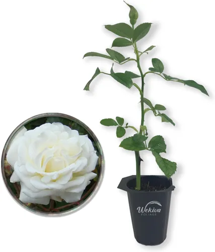 Prosperity Rose Bush - Planta de inicio en vivo en una maceta de cultivo de 2 pulgadas, rosa de té híbrida bellamente fragante, una belleza versátil