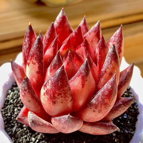 Miniatura 7 de Echeveria Agavoides Romeo - Plantas suculentas vivas raras, planta roja de 1 cabeza de 2.7 pulgadas, raíz desnuda sin tierra para maceta, escritorio