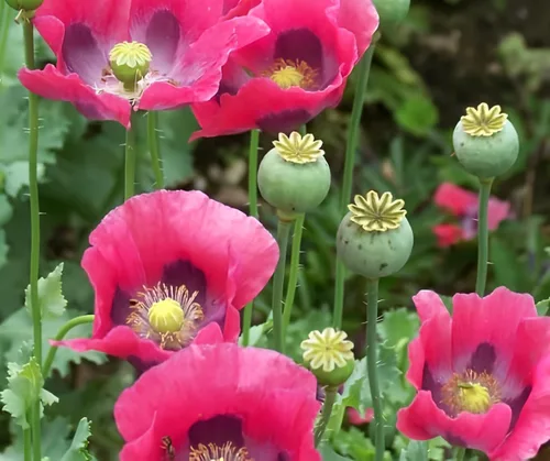 Variedades exóticas de semillas de amapola para plantar (200 semillas por paquete) - Fácil de cultivar (amapola gigante)