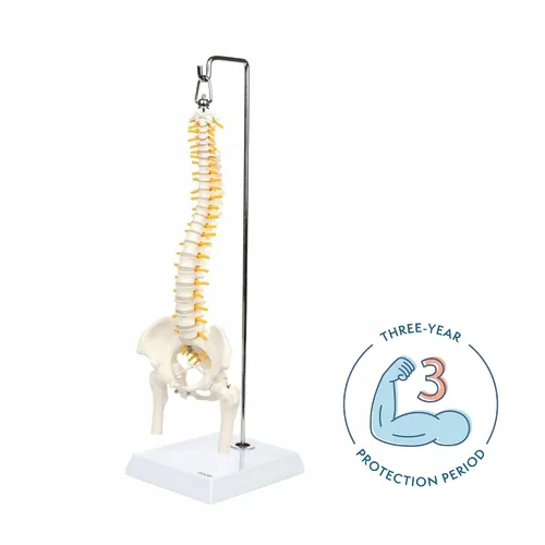 Miniatura 2 de Axis Scientific mini modelo de anatomía de columna vertebral, incluye nervios y viene con soporte resistente.