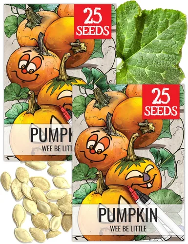 Miniatura 31 de Seed Needs, Jack O' Lantern - Semillas de calabaza – 25 semillas tradicionales para plantar Cucurbita Pepo – Sin OMG y sin tratar, ideal para tallar