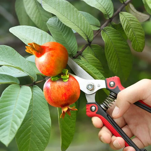 Miniatura 3 de WYF Tijeras de podar, tijeras de jardín profesionales, cuchillas rectas de acero inoxidable, podadora de mano afilada para jardinería para jardín