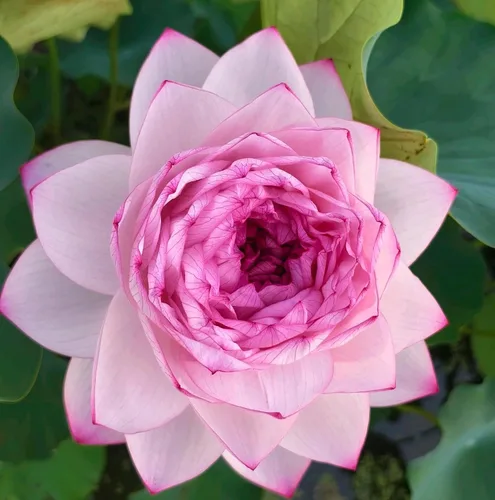 Miniatura 5 de Color mezclado Bonsai Bowl Lotus Water Lily Semillas (30 PCS)