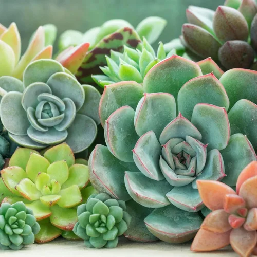 Miniatura 6 de Mountain Crest Gardens Echeveria - Paquete de suculentas a granel – 25 plantas de roseta vivas, 5 de cada una de 5 variedades, enraizadas en macetas