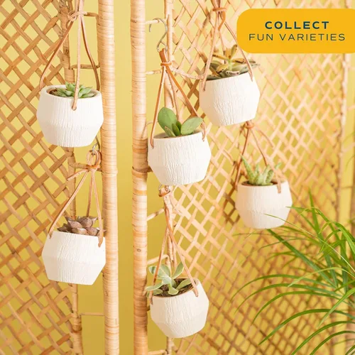 Miniatura 5 de Costa Farms Planta suculenta, mini planta suculenta viva de interior en cesta colgante, maceta para suculentas, mezcla de tierra para macetas, Cesta
