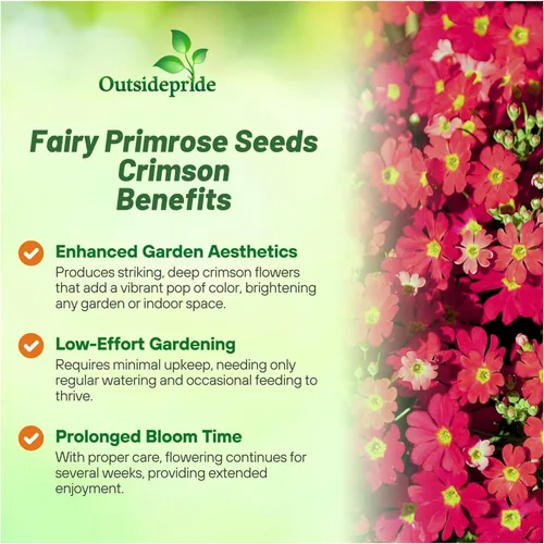 Miniatura 3 de Outsidepride 1000 Semillas Perennes Primula Crimson Fairy Primrose Flower Seeds para plantar Carmesí