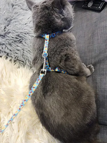 Miniatura 6 de Juego de arnés y correa para gatos para caminar, arnés ajustable azul para gatitos