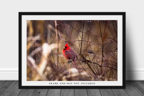Miniatura 3 de Nature Photography Print (Not Framed) Picture of Red Cardinal Sitting on Branch Surrounded by Raindrops on Winter Day in Oklahoma Bird Wall Art
