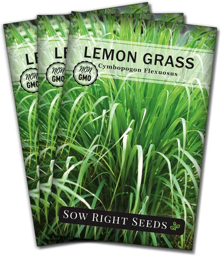 Sow Right Seeds - Semillas de hierba de limón para plantar - Reliquia sin OMG - Indias Orientales - Repelente de mosquitos - Ideal para exteriores -