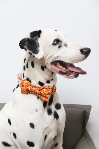 Miniatura 5 de Lionet Paws Collar para perro con corbatín, bonito collar de algodón ajustable con hebilla de metal para perro pequeño, mediano y grande, regalo L