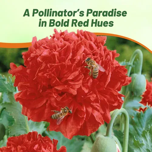 Miniatura 5 de Outsidepride Semillas de peonía y amapola para plantar, 5,000 piezas anuales, tolerantes a la sequía y fáciles de cultivar semillas de flores Rojo