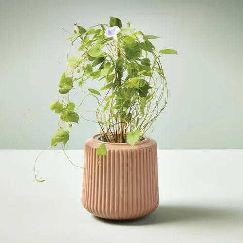 Miniatura 9 de Modern Sprout Kit de cultivo de flores, maceta de cerámica con sistema de cultivo hidropónico para interiores, ideal para decoración de sala