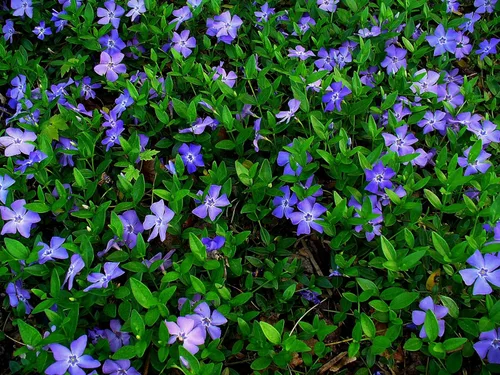 Miniatura 22 de Greenwood Nursery: Plantas vivas de cobertura del suelo - Bugleweed Blueberry Muffin + Ajuga Reptans - [Cantidad: 1x Maceta de Pinta]