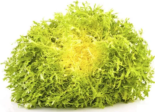 Miniatura 2 de Semillas Endive Lechuga Amarillo Corazón Rizado Frisee 50 Días para Ensalada Vegetales No OGM para Plantar 700 Semillas