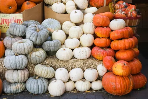 Miniatura 2 de Jarrahdale - Semillas grandes de calabaza azul, de 6 a 10 libras, una de las calabazas más interesantes y decorativas, así como deliciosas