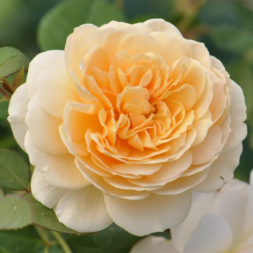 Miniatura 2 de Rosas trepadoras inglesas de reliquia, planta de raíz propia viva para jardín al aire libre, Teasing Georgia™, Zonas de rusticidad muy fragantes
