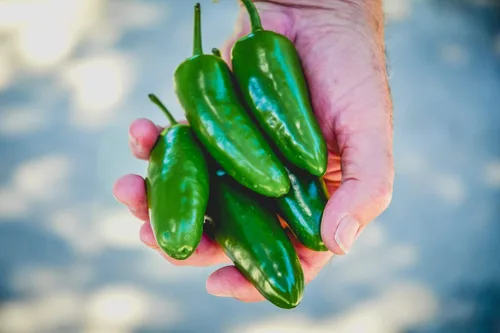 Miniatura 2 de Gaea's Blessing Semillas – Semillas de pimiento jalapeño – Semillas de pimiento picante tradicionales sin OMG de polinización abierta de alto