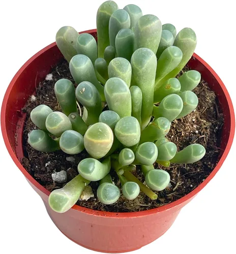 Suculenta viva de 4 pulgadas "Baby Toes Fenestraria Rhopalophylla, plantas suculentas vivas completamente enraizadas, planta de interior para
