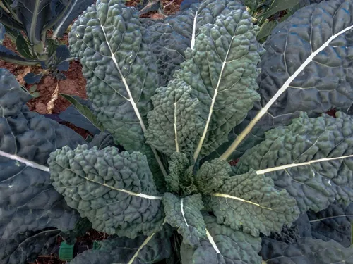 Miniatura 3 de 500 semillas de col rizada lacinato toscana negra para plantar, también conocido como dinosaurio Kale Heirloom No GMO 1.75+ gramos de supervivencia