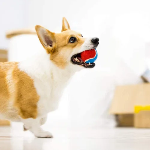 Miniatura 2 de Gigwi Pelota de tenis chirriante para perros, pelota interactiva para perros pequeños y medianos, juguete de goma colorido y de rebote alto de 2.5