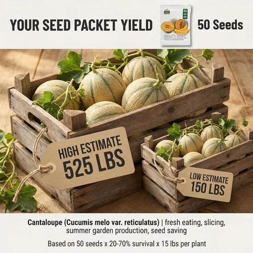 Miniatura 2 de 50 Hale's Best Cantaloupe Seeds for Planting - Sweet Aromatic Heirloom, Non-GMO, USA Grown by RDR Seeds