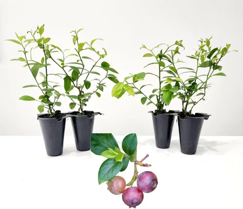 Planta de Arándano Rosa Limón Viva en venta (Paquete de 4) | Plantas fáciles de cultivar | Planta de fruta comestible para vida sostenible | Cultiva