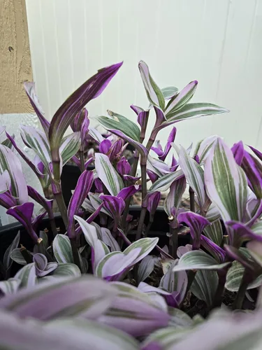 Miniatura 8 de Judío errante Juego de 2 Pink Tradescantia Nanouk Plantas vivas enraizadas en macetas de 4 pulgadas