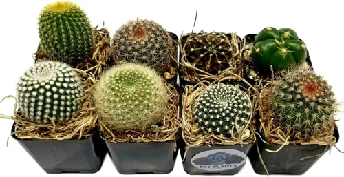 Miniatura 12 de Fatplants - Mini plantas de cactus vivas (paquete de 4), plantas de cactus de interior, plantas de cactus vivos, decoración de cactus vivos, plantas