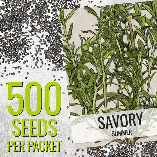 Miniatura 3 de Seed Needs Semillas saladas de verano para plantar hierbas tradicionales sin OMG, 1 paquete
