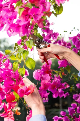 Miniatura 5 de Felco F 14 Tijeras de podar – Cortadoras de jardín de 7.1 pulgadas para manos pequeñas con hojas bypass y yunque Podadoras de mano para jardinería