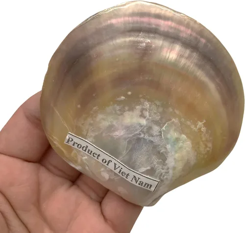 Miniatura 3 de PEPPERLONELY 4 unidades de plata perla M.O.P. Natural Pearl Oyster Sea Shells, 2-1/2 pulgadas ~ 3-3/4 pulgadas