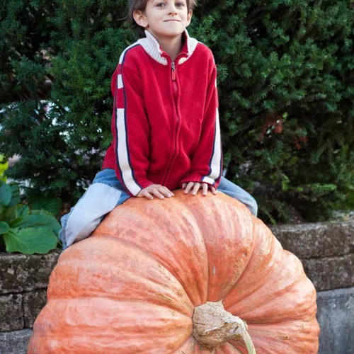 Miniatura 5 de Brownie Brand - Semillas de calabaza gigante del Atlántico - Semillas tradicionales sin OMG para cultivar calabazas masivas de hasta 1,000 libras
