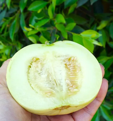 Miniatura 6 de TomorrowSeeds - Semillas de melón asiático dulce de Sakata - Más de 50 unidades - Para plantar Conomon japonés japonés de pared delgada melón blanco